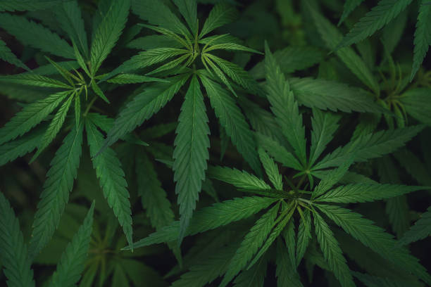 What is the selection like at a marijuana dispensary with delivery in Lynn, MA?