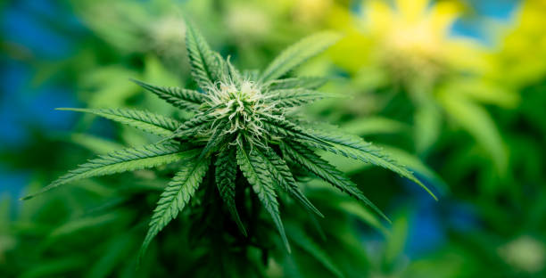 What types of payment options are available for marijuana delivery in Lynn, MA?
