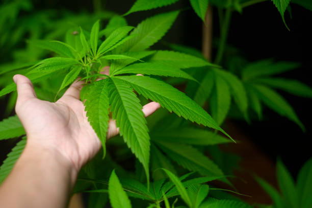 ../img/marijuanadispensaryhours.jpg