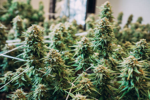 How to Get High-Quality Weed Delivered Right to Your Doorstep in Lynn Ma