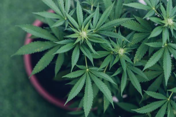 What are the benefits of using a marijuana delivery service in Lynn, MA?