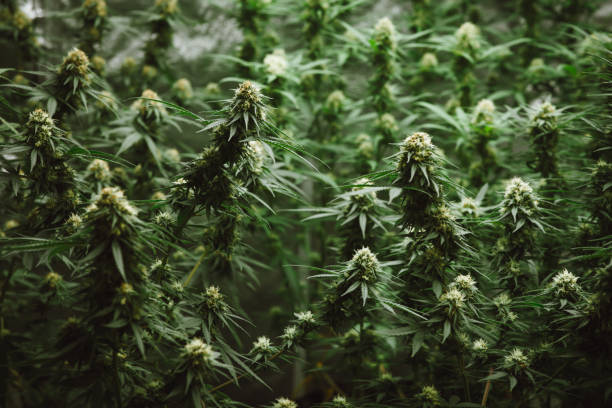 What is the process for ordering marijuana delivery in Lynn, MA?